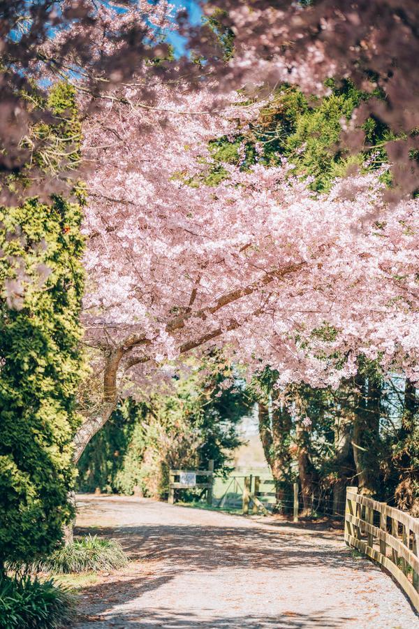 Lexington Park Cottages Cambridge Bagian luar foto